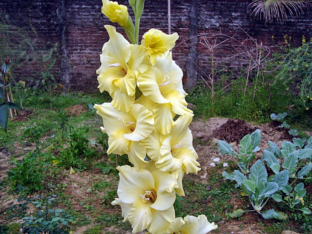 Gladiolus