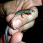 Little Brown (Ground) Skink