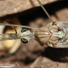 Crane Fly