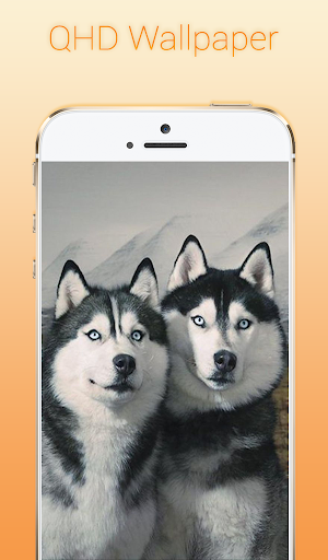 免費下載個人化APP|Siberian Husky Wallpapers app開箱文|APP開箱王