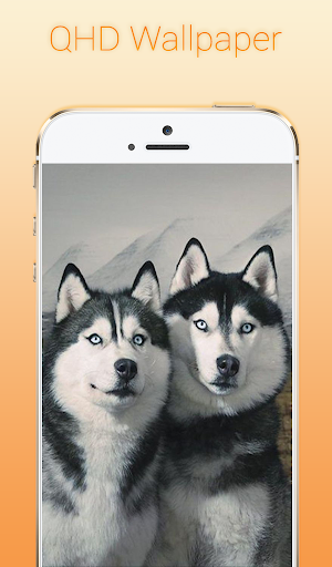 【免費個人化App】ไซบีเรียนฮัสกี วอลเปเปอร์-APP點子