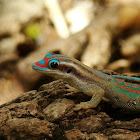 Mauritius ornate day gecko