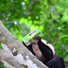 White-faced Monkey drinking juice