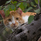 Cheshire Cat by Steve Randall -  