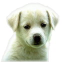 Juegos de Animales