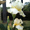 Bearded Iris