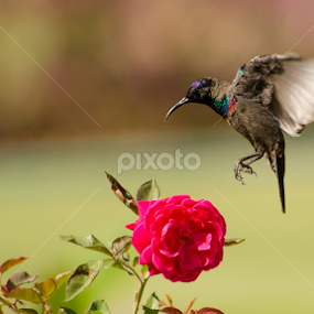 by Ani Das - Animals Birds