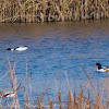 Shelduck; Tarro Blanco