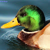 Mallard duck, male