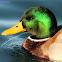 Mallard duck, male