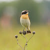 Whinchat