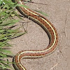 Western Terrestrial Garter Snake