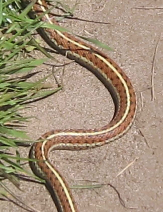 Western Terrestrial Garter Snake