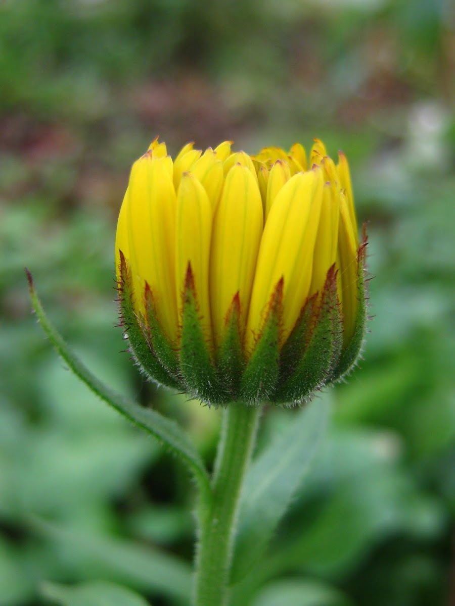 Calendula