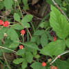 Black rasberry
