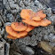 Orange bracket fungus