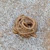 Rag worm/sand worm cast