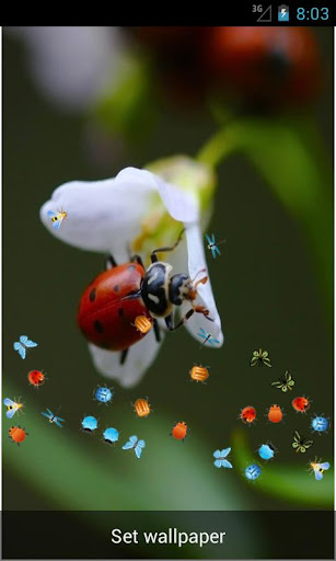 LadyBug