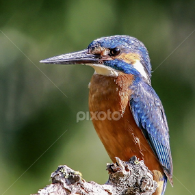 Kingfisher by Blaz Crepinsek - Animals Birds