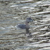 Pied-billed Grebe