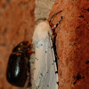 Saltmarsh moth (male)