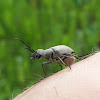 Ashgray Blister Beetle