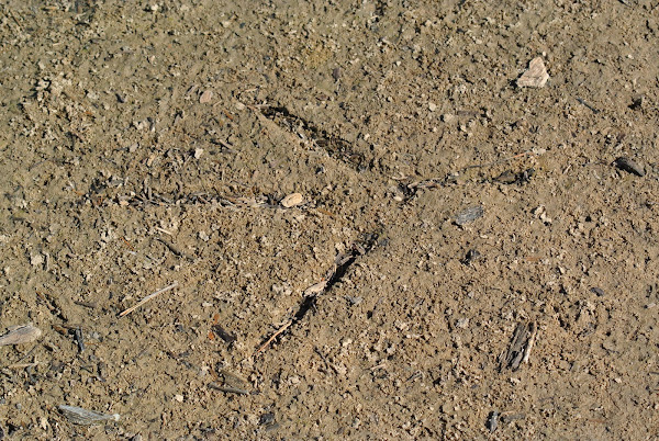 Great Blue Heron (track) | Project Noah