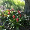 Red Torch (Bromeliad)