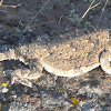 Desert Horned Lizard (Horned Toad)