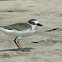 Wilson's Plover