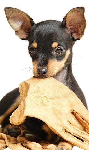 Toy Terrier Wallpapers