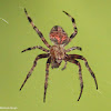 Arabesque orb weaver spider