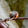 Caribbean Hermit Crab