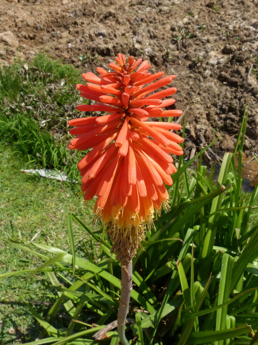 Lírio-tocha (Torch lily)