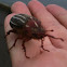 Ten-lined June Beetle