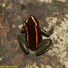 Golfo Dulce Poison-Dart Frog