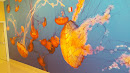 Jellyfish Mural 