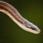 Gray Rat Snake