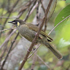 Lewins Honeyeater