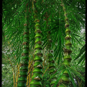 Bamboo by Paul Agraviador - Nature Up Close Other plants
