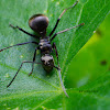 Spiny ant
