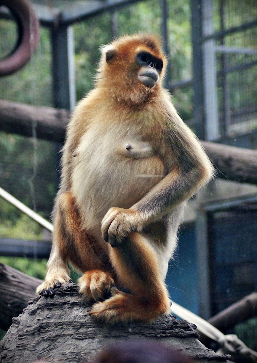 Snub-nosed Monkey