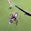 Furrow Spider