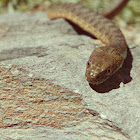 Viperine Water Snake
