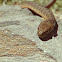 Viperine Water Snake