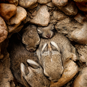 Nest of Bunnies #3 by Johnny Gomez - Animals Other Mammals
