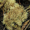 Thinly Branched Coral Fungi