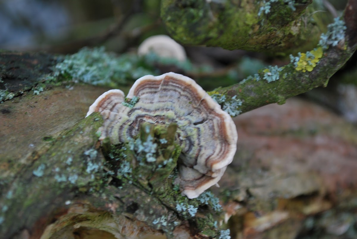 turkey tail fungus