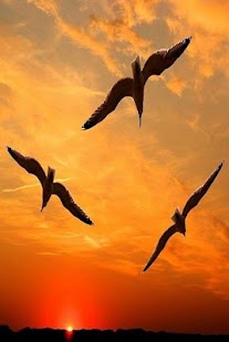 Lastest Sunset wallpapers APK for Android