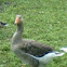 Toulouse Goose